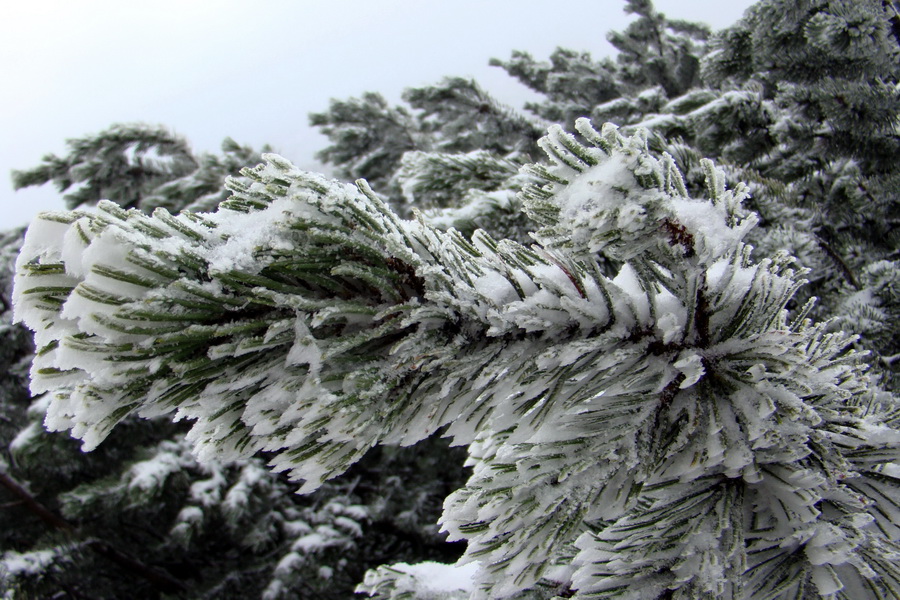 Poľana z Jasnej pod Chopkom (Nízke Tatry)