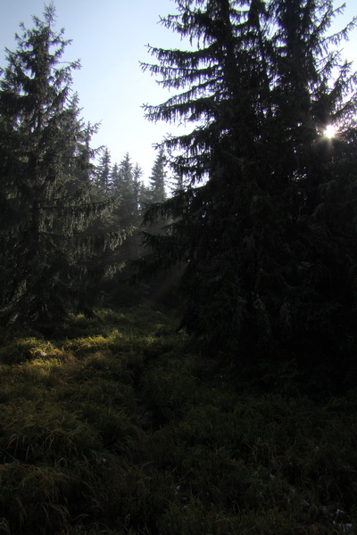 Poľana z Jasnej pod Chopkom (Nízke Tatry)