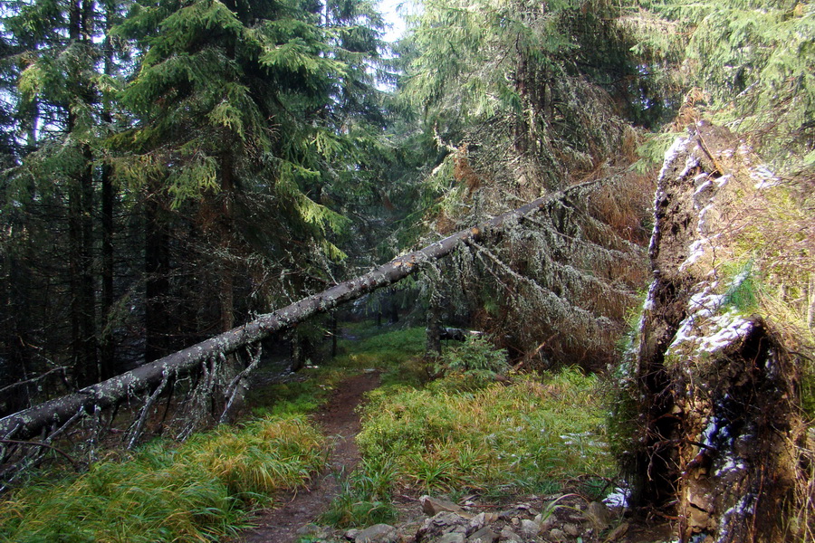 Poľana z Jasnej pod Chopkom (Nízke Tatry)