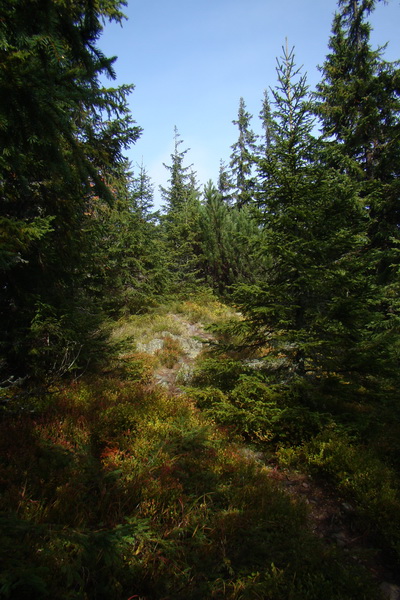 Poľana z Jasnej pod Chopkom (Nízke Tatry)