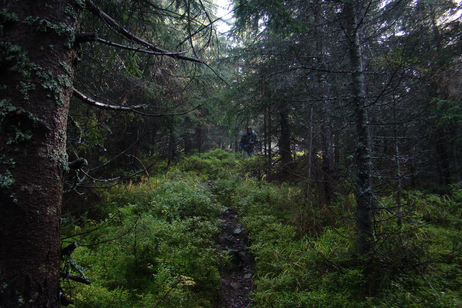 Poľana z Jasnej pod Chopkom (Nízke Tatry)