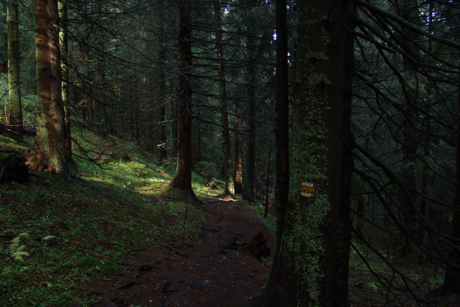 Poľana z Jasnej pod Chopkom (Nízke Tatry)