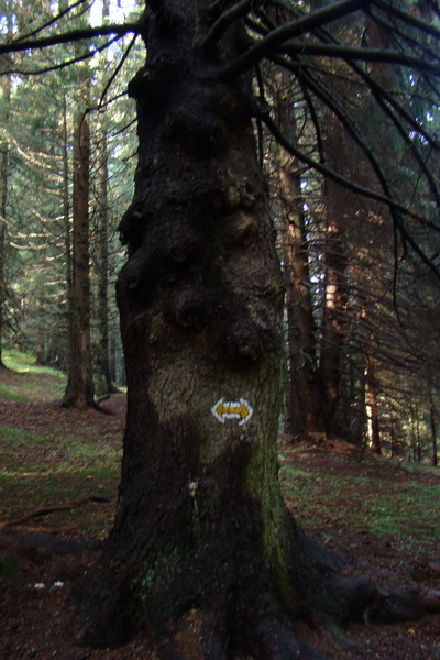 Poľana z Jasnej pod Chopkom (Nízke Tatry)