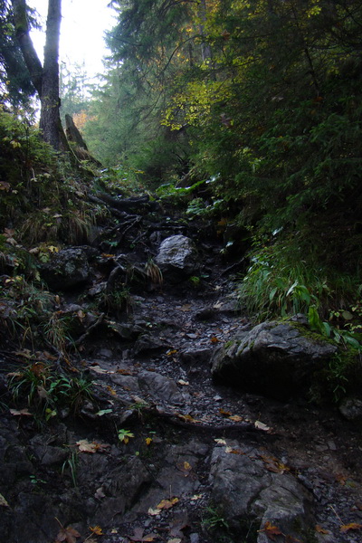 Poľana z Jasnej pod Chopkom (Nízke Tatry)