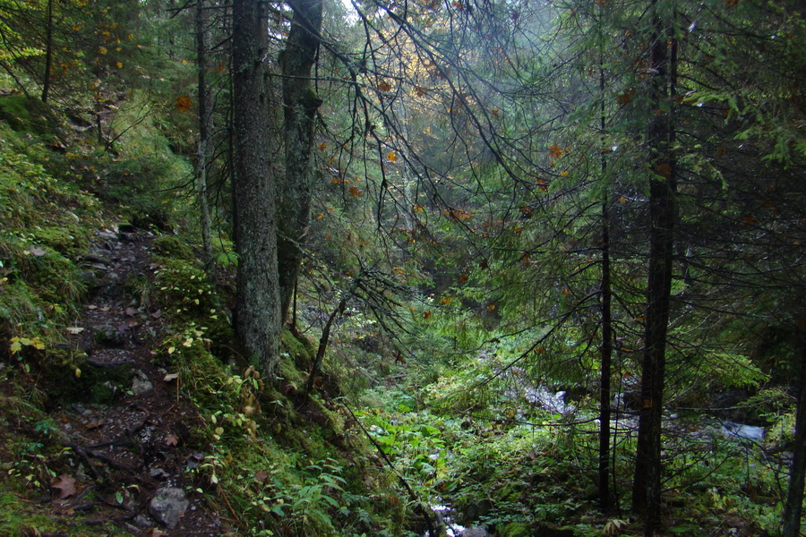 Poľana z Jasnej pod Chopkom (Nízke Tatry)