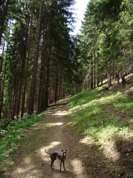 Poludnica z Iľanova (Nízke Tatry)