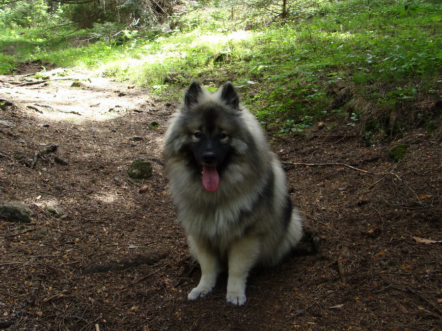 Poludnica z Iľanova (Nízke Tatry)