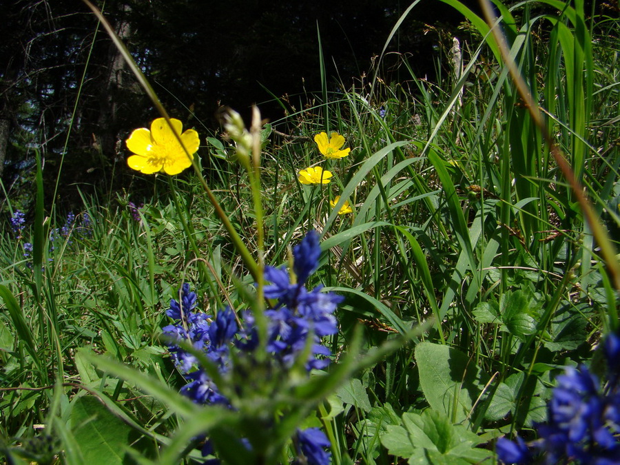 Poludnica z Iľanova (Nízke Tatry)