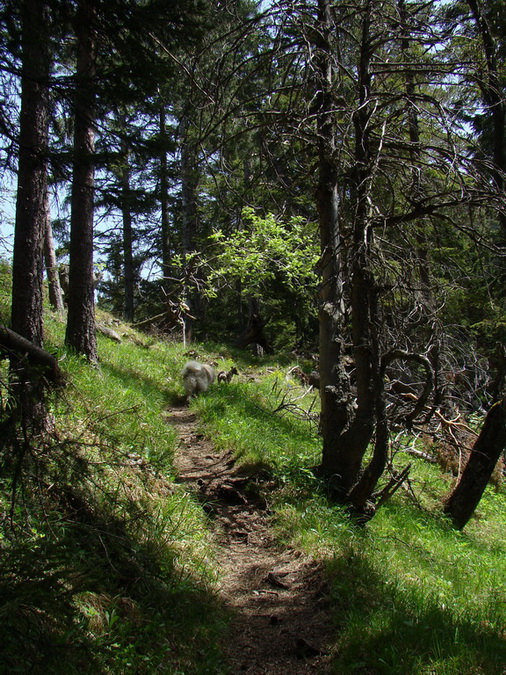 Poludnica z Iľanova (Nízke Tatry)