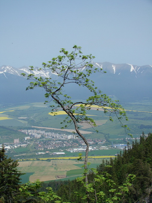 Poludnica z Iľanova (Nízke Tatry)