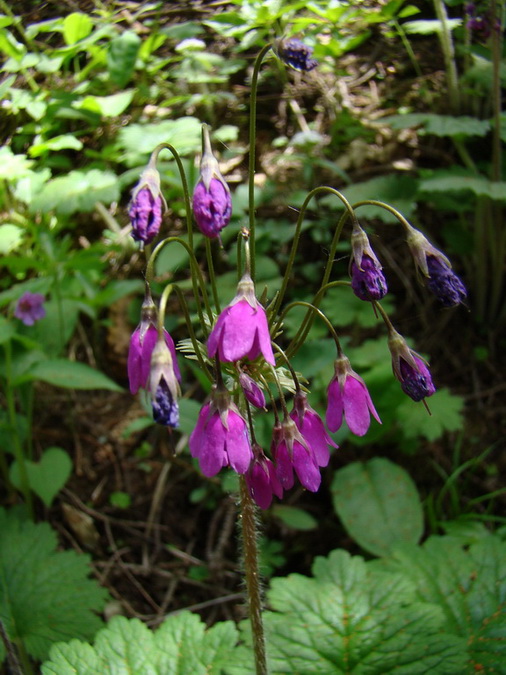 Poludnica z Iľanova (Nízke Tatry)