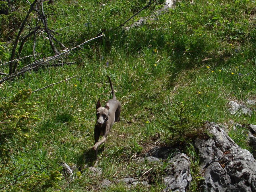 Poludnica z Iľanova (Nízke Tatry)