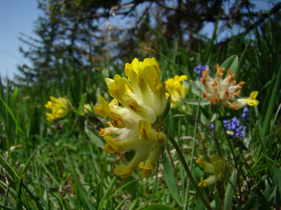 Poludnica z Iľanova (Nízke Tatry)