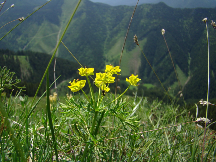 Poludnica z Iľanova (Nízke Tatry)