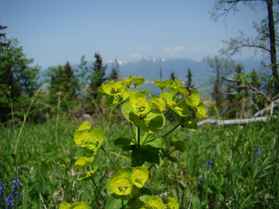 Poludnica z Iľanova (Nízke Tatry)