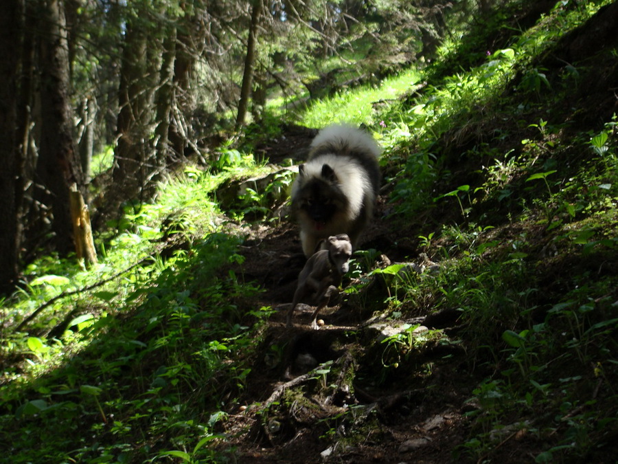 Poludnica z Iľanova (Nízke Tatry)