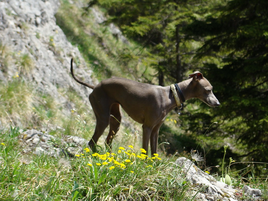 Poludnica z Iľanova (Nízke Tatry)