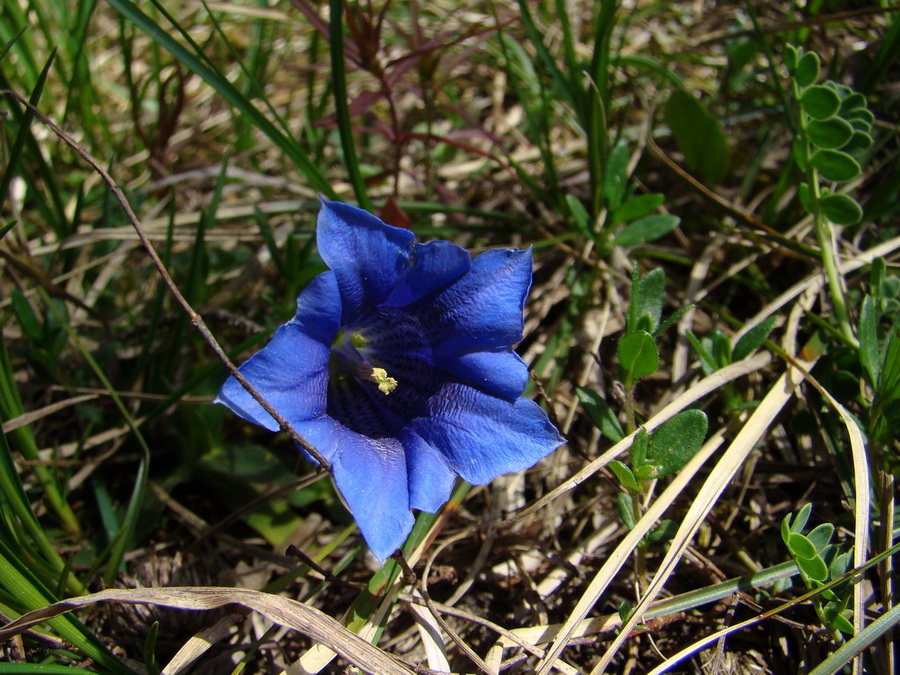 Poludnica z Iľanova (Nízke Tatry)