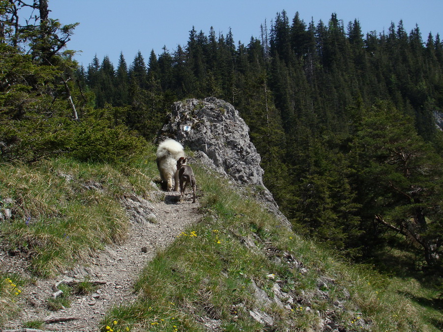 Poludnica z Iľanova (Nízke Tatry)