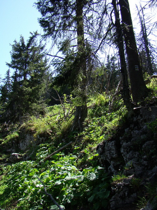 Poludnica z Iľanova (Nízke Tatry)