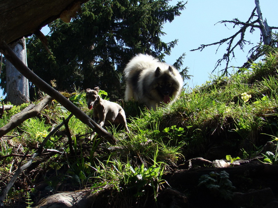 Poludnica z Iľanova (Nízke Tatry)