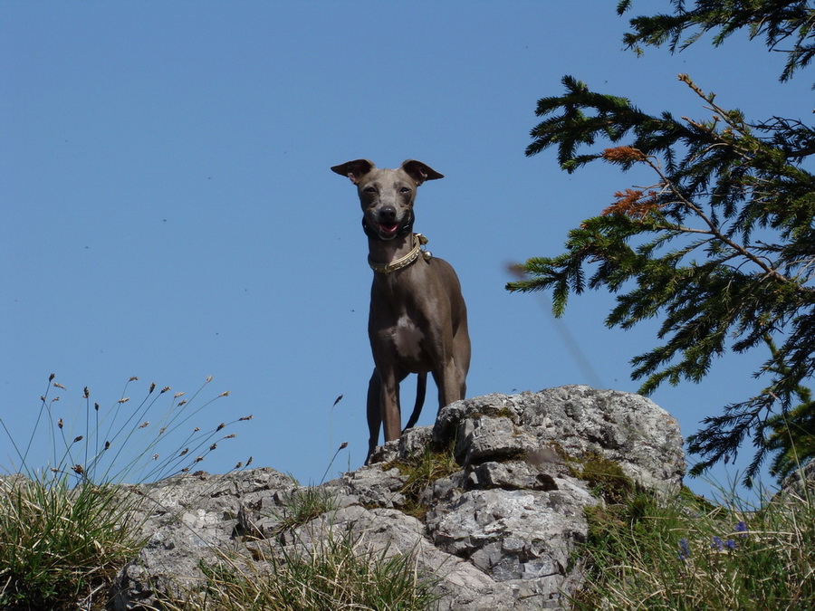 Poludnica z Iľanova (Nízke Tatry)