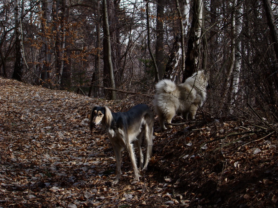 Roháčka (Čierna hora)