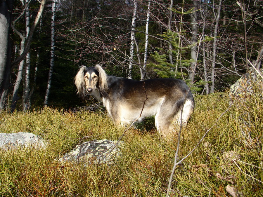 Roháčka (Čierna hora)