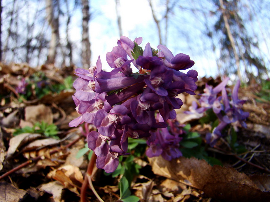 Roháčka (Čierna hora)