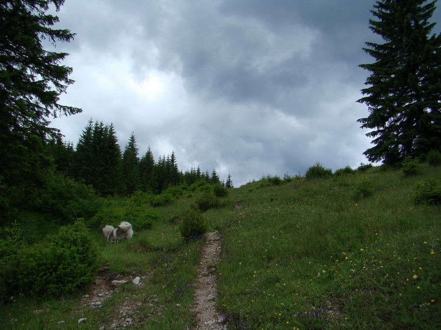 Rovná hoľa (Nízke Tatry)