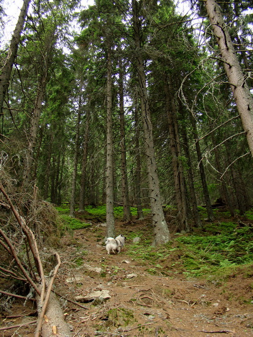 Rovná hoľa (Nízke Tatry)