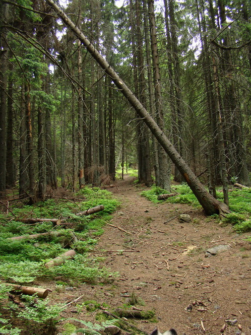 Rovná hoľa (Nízke Tatry)