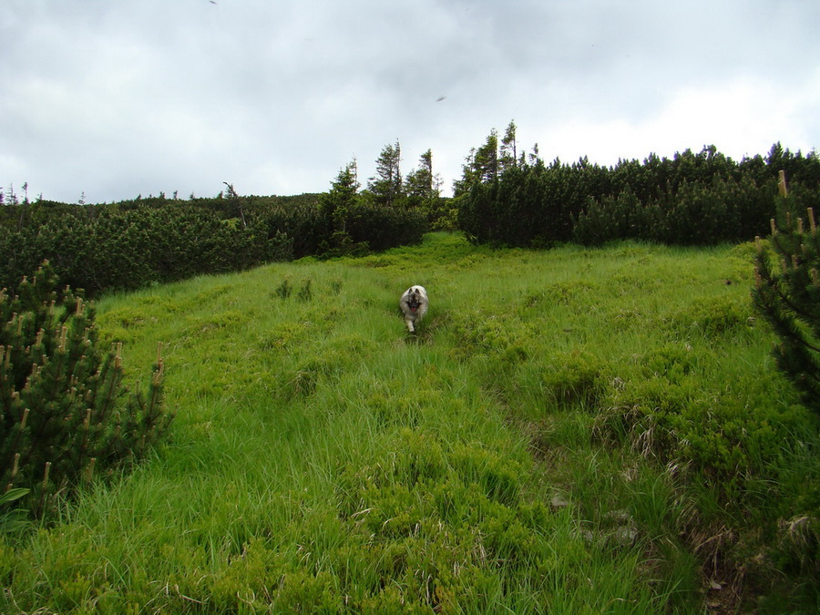 Rovná hoľa (Nízke Tatry)