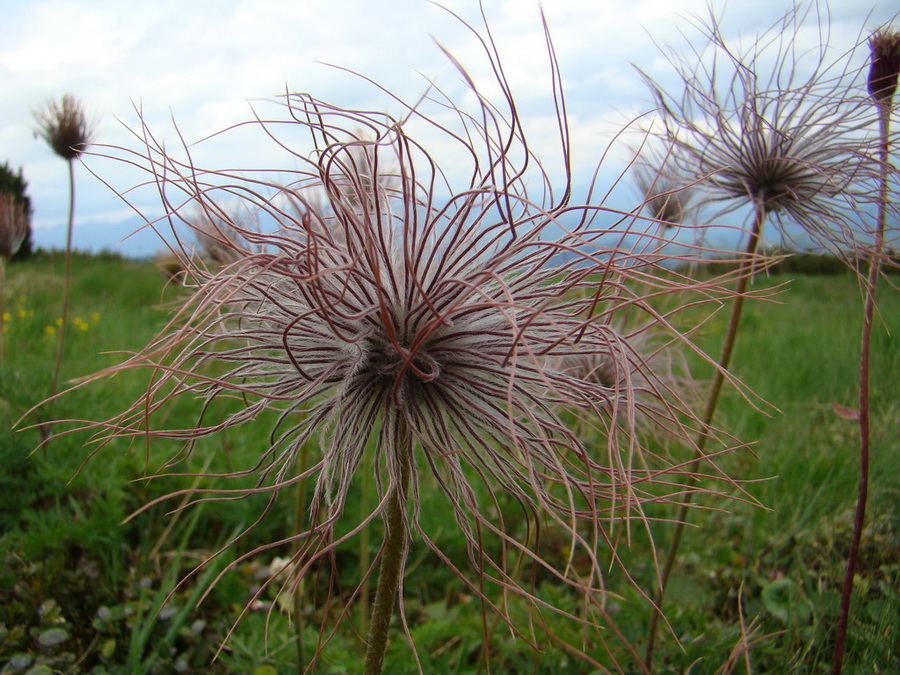 Rovná hoľa (Nízke Tatry)