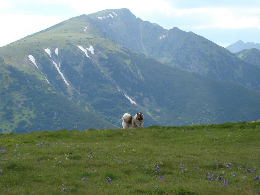 Rovná hoľa (Nízke Tatry)