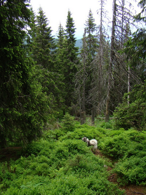 Rovná hoľa (Nízke Tatry)