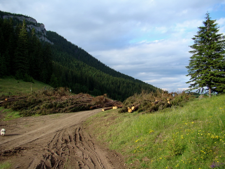 Rovná hoľa (Nízke Tatry)