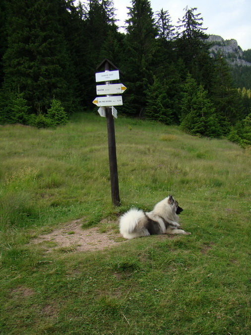 Rovná hoľa (Nízke Tatry)