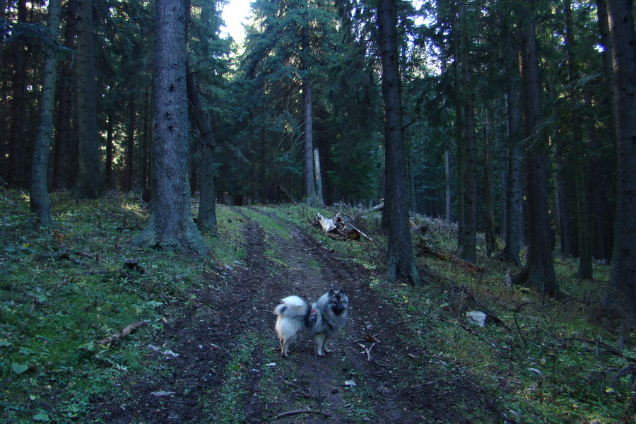 Salatín (Nízke Tatry)