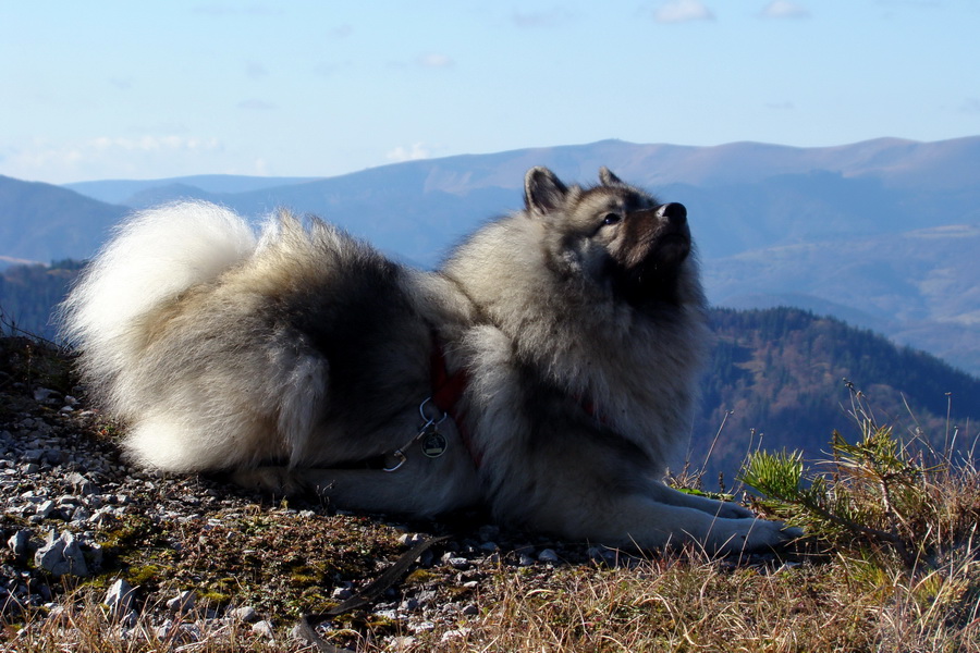 Salatín (Nízke Tatry)