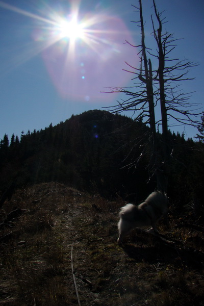 Salatín (Nízke Tatry)