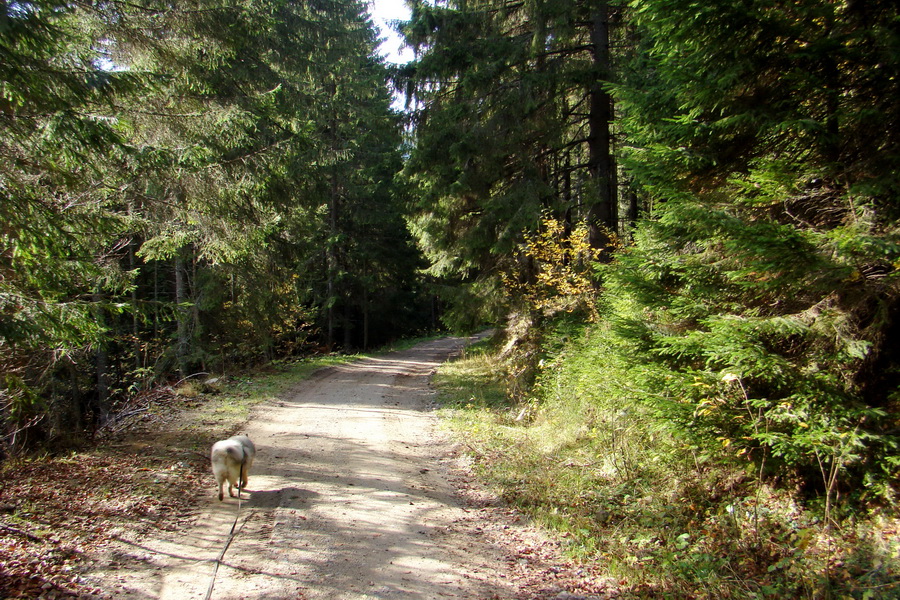 Salatín (Nízke Tatry)