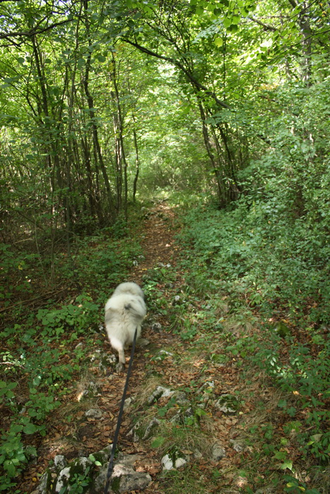 Silická Ľadnica (Slovenský kras)