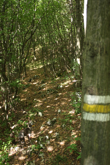 Silická Ľadnica (Slovenský kras)