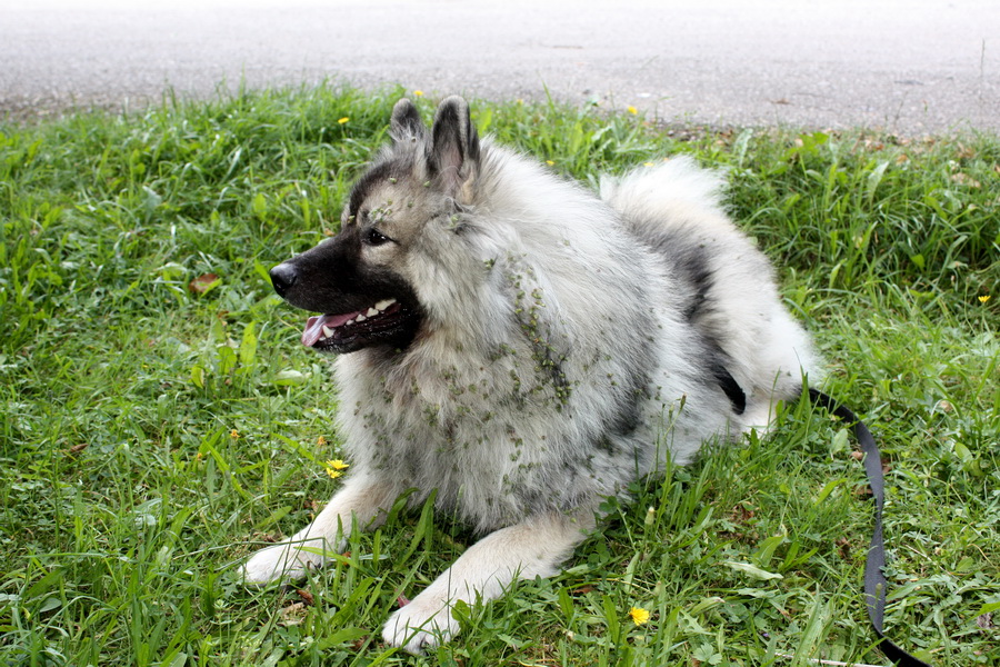 Silická Ľadnica (Slovenský kras)