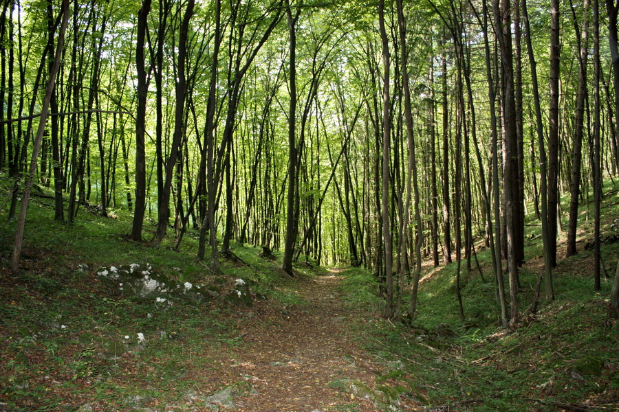 Silická Ľadnica (Slovenský kras)