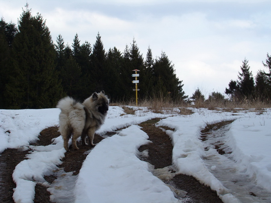 Sľubica (Branisko)