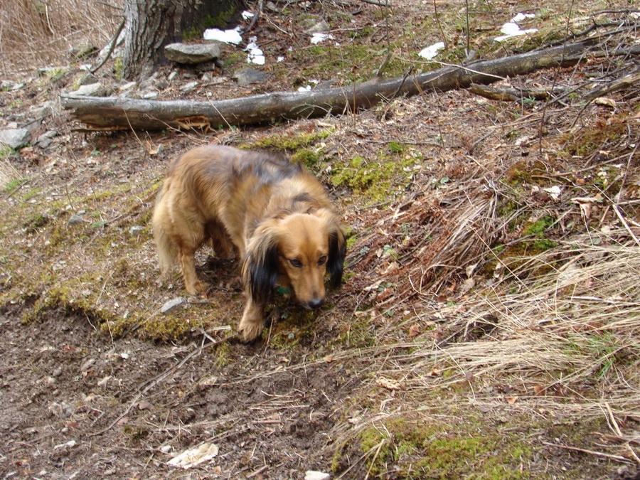 Sľubica (Branisko)