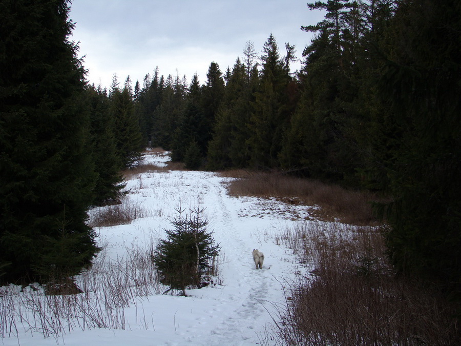 Sľubica (Branisko)