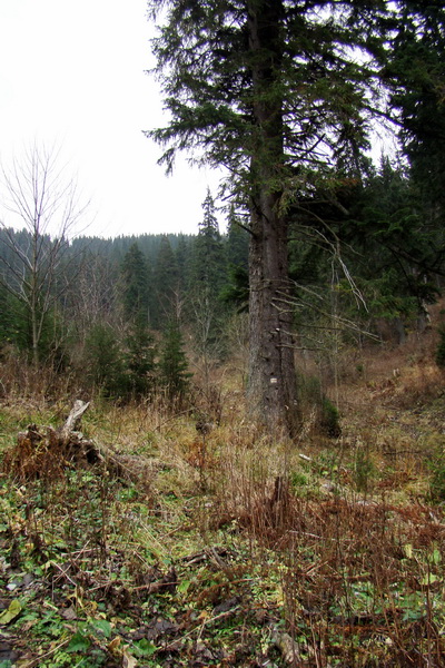 Veľký Bok (Nízke Tatry)